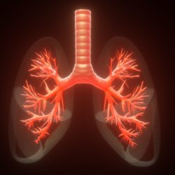 Lesson 9.1 the anatomy of the lungs