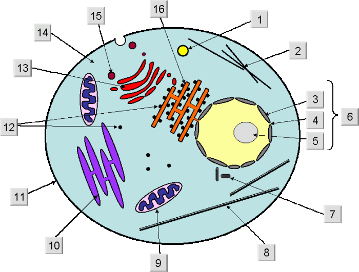 Cell animal diagram unlabeled blank level structure biology cliparts clipart library attribution forget link don