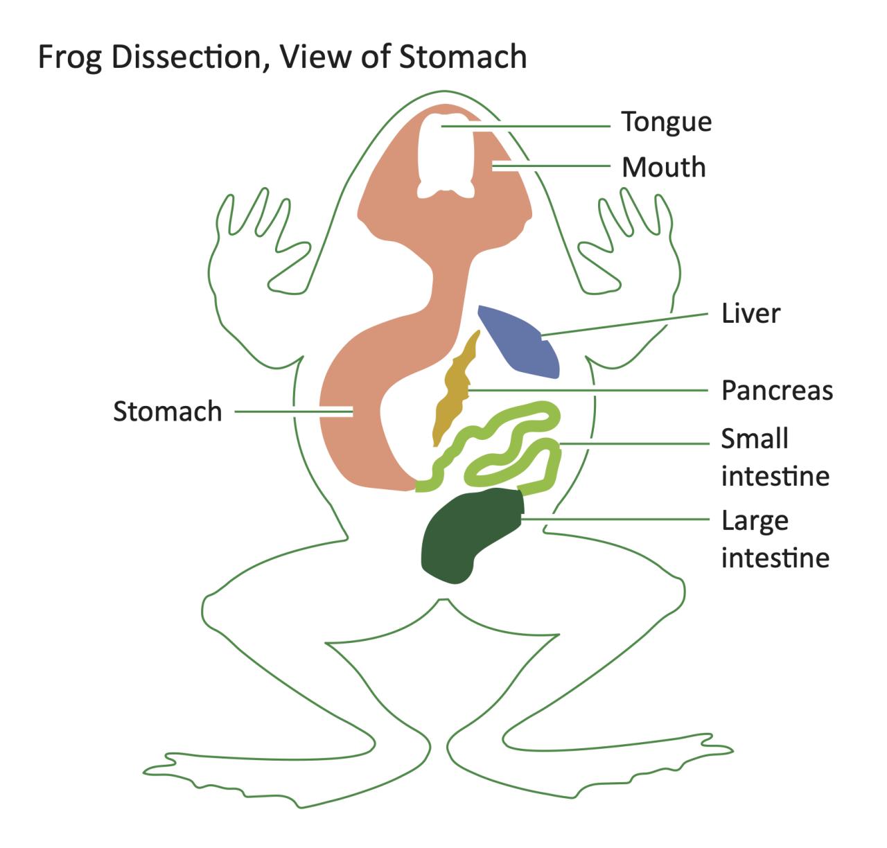 Label the diagram frog dissection