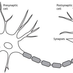 Synapse diagram explanatory notes parts sytem physiology nervous animal figure