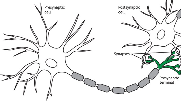 Synapse diagram explanatory notes parts sytem physiology nervous animal figure