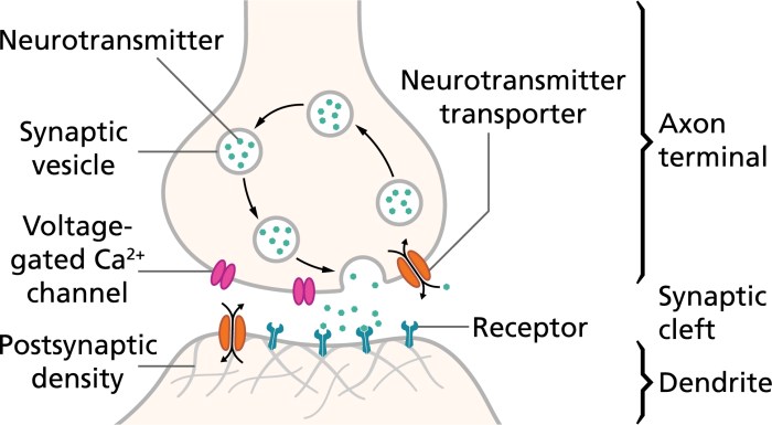 Anesthesia mechanism synaptic neuron calcium presynaptic synapses nerve postsynaptic neurotransmitters neurons vesicles impulse ions ion isoflurane scientists unveil influx explain