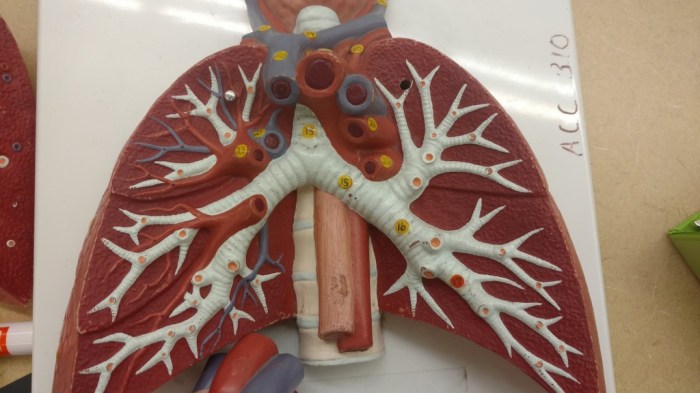 Respiratory gcse