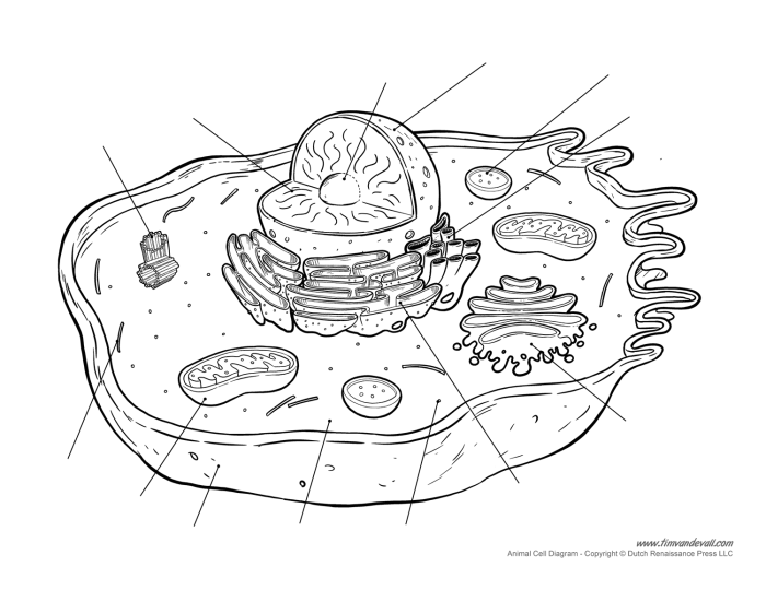 Unlabeled diagram of animal cell