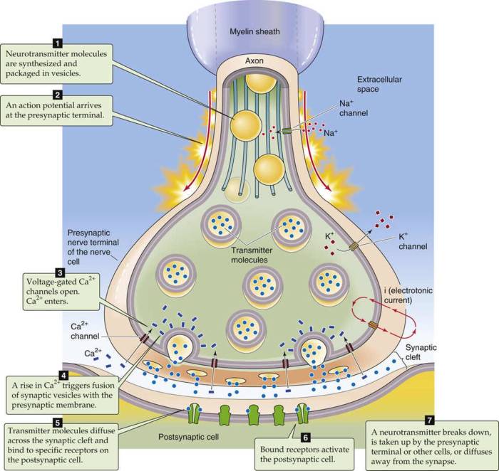 Figure 7-2 is a diagram of a synapse