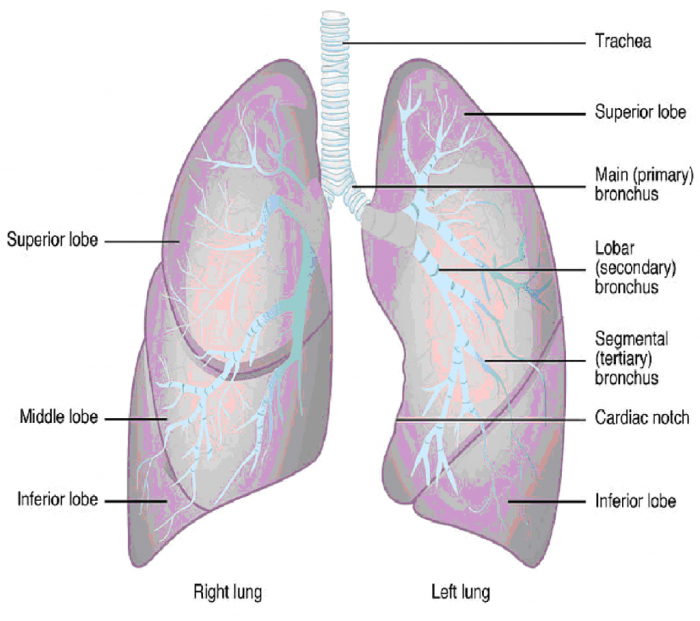 Lesson 9.1 the anatomy of the lungs