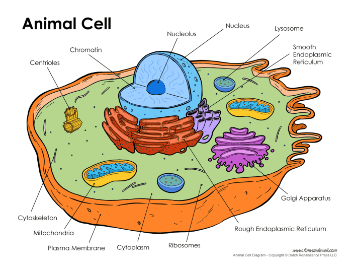 Unlabeled diagram of animal cell