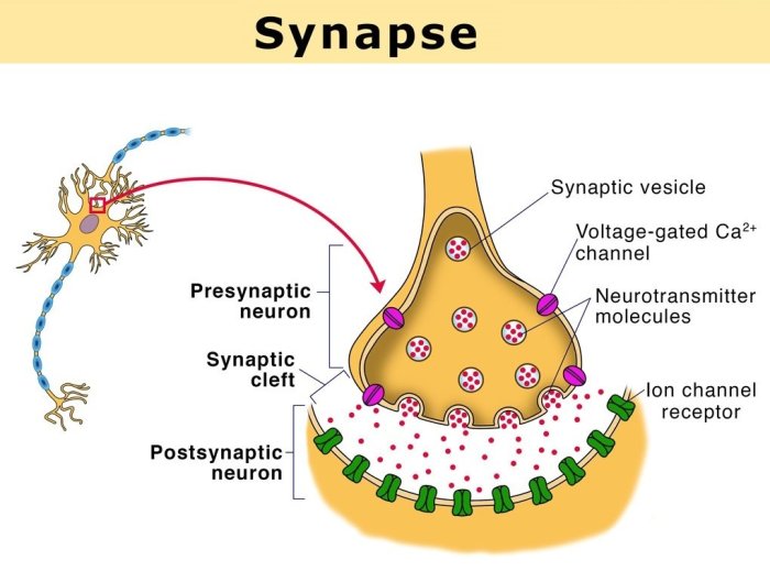 Figure 7-2 is a diagram of a synapse