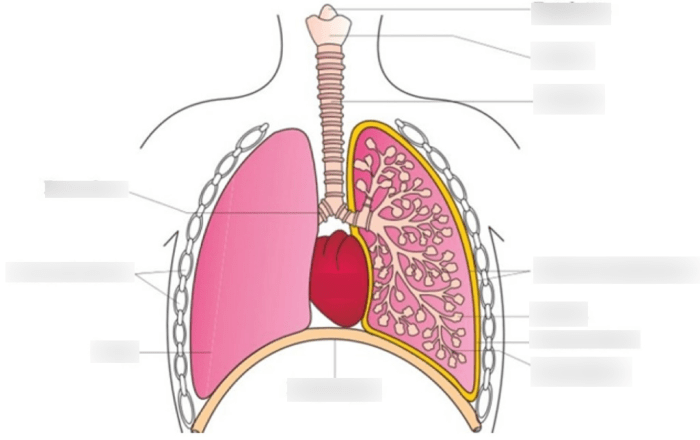 Lesson 9.1 the anatomy of the lungs