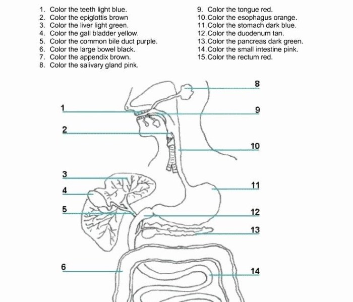 Digestive