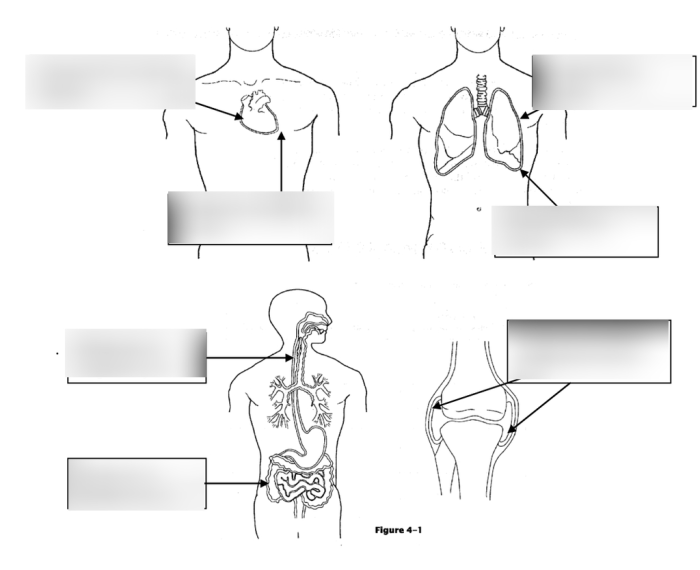 Skin and body membranes chapter 4 answer key