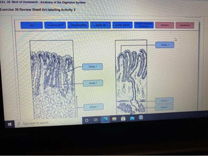 Review sheet 38 anatomy of the digestive system