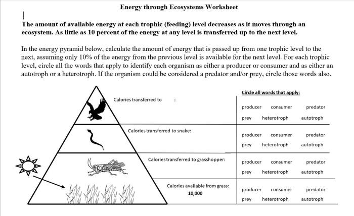 Chapter 4 lesson 2 energy flow in ecosystems answer key