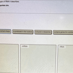 Sort each description by the type of rna it describes.