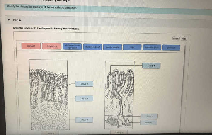 Review sheet 38 anatomy of the digestive system