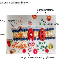 Transport across the cell membrane worksheet answers