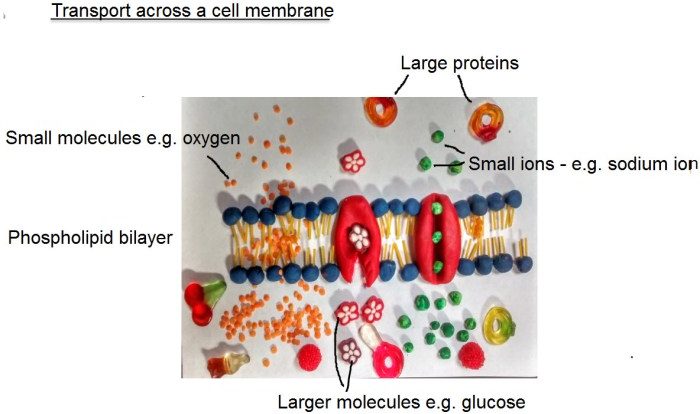 Transport across the cell membrane worksheet answers