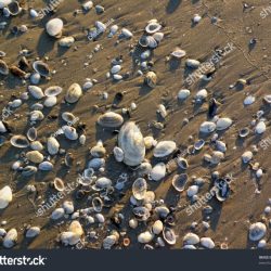 The seashells were iridescent in the sunlight