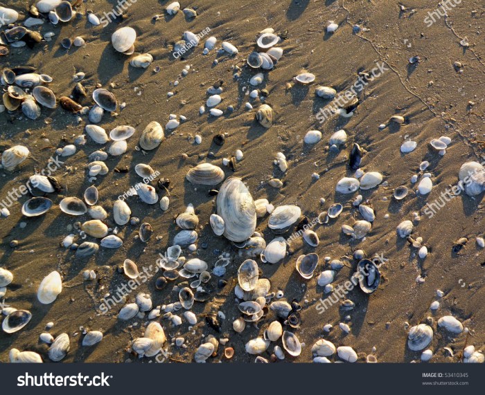 The seashells were iridescent in the sunlight